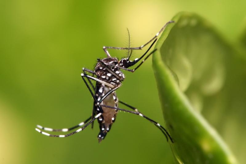 Muỗi là loài động vật gây ra nhiều cái chết nhất cho con người hơn bất kỳ động vật khác trên trái đất