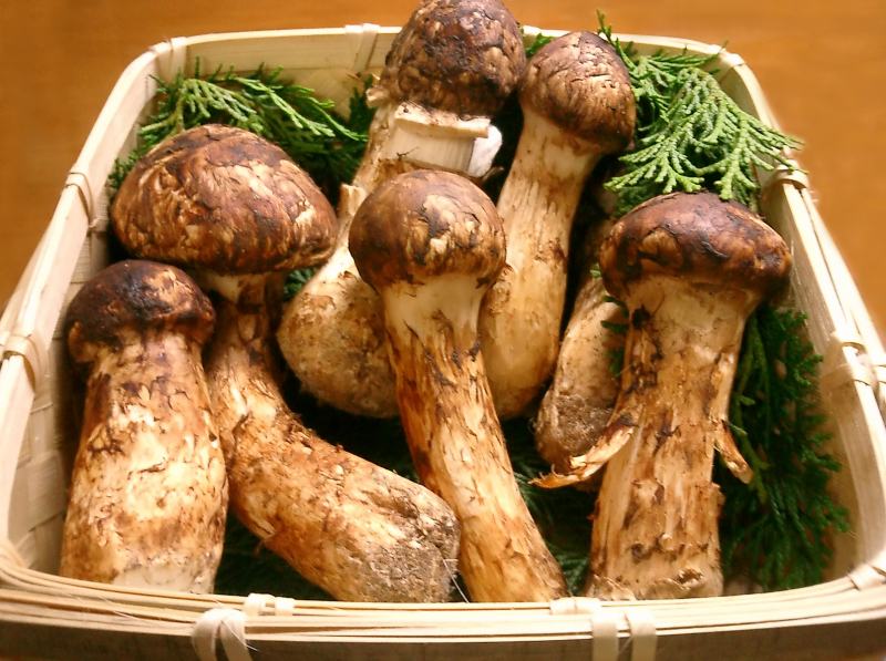 Nấm Matsutake mushroom