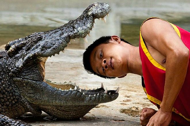 Nghề đấu vật cá sấu