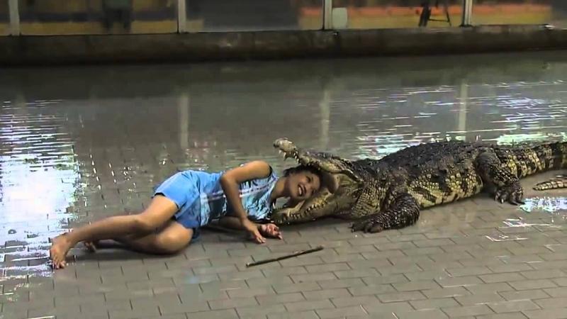 Đấu sĩ mạo hiểm đưa đầu vào miệng cá sấu