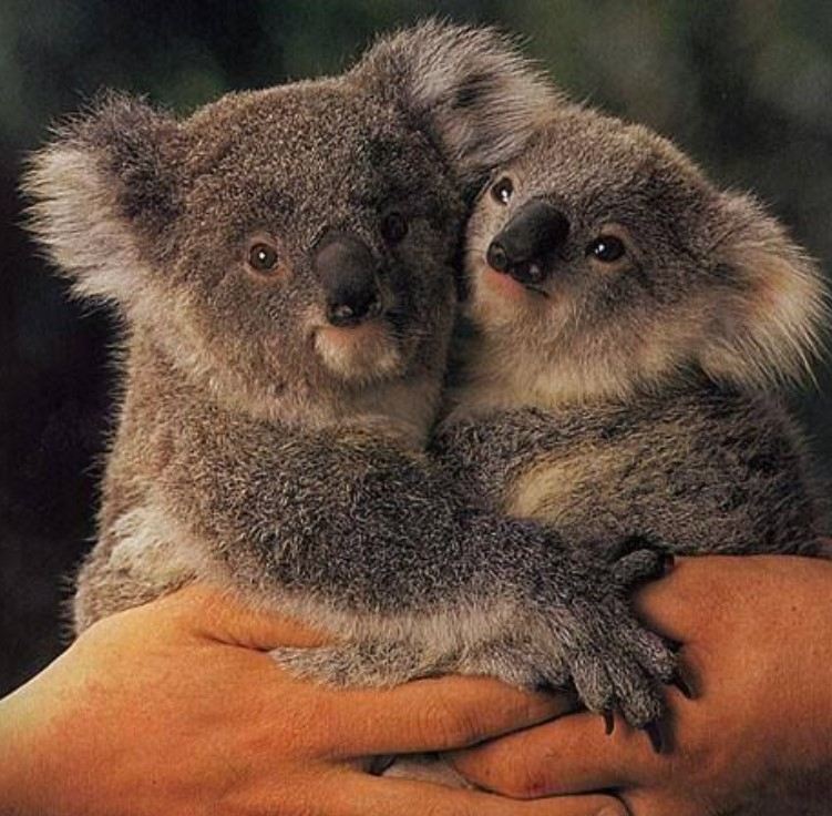 Ngoại hình gấu túi Koala