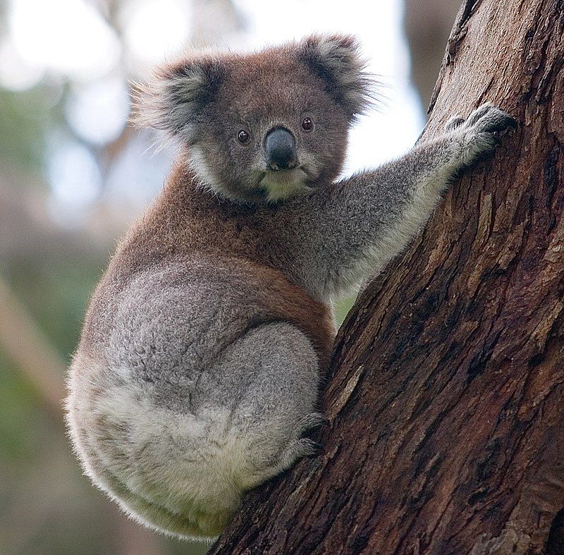 Ngoại hình gấu túi Koala