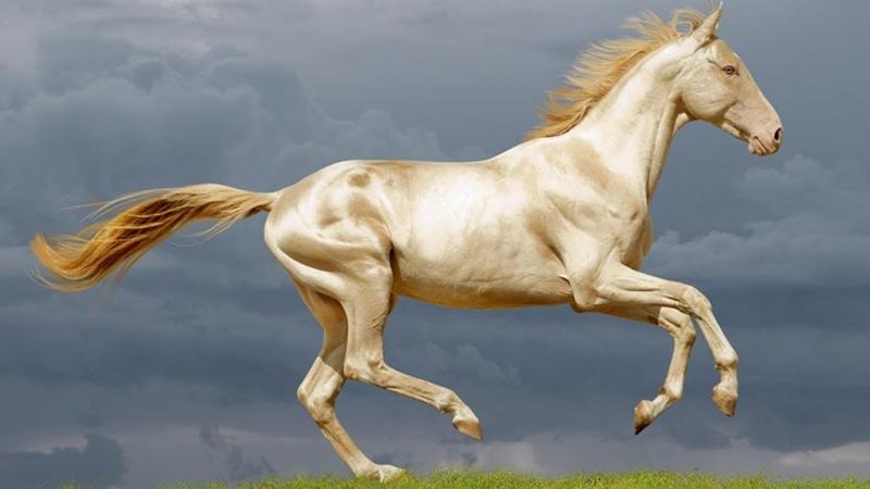 Ngựa Akkal – Teke