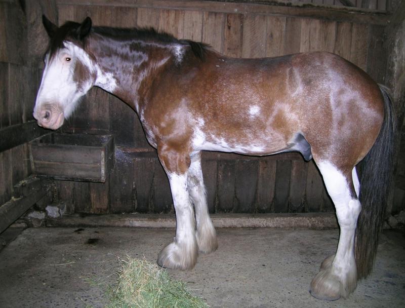 Ngựa Clydesdale