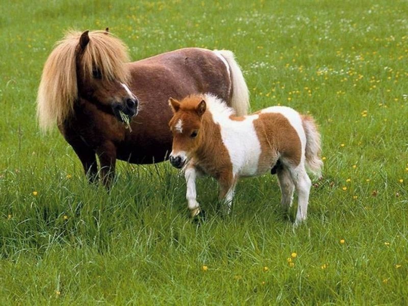 Ngựa Exmoor
