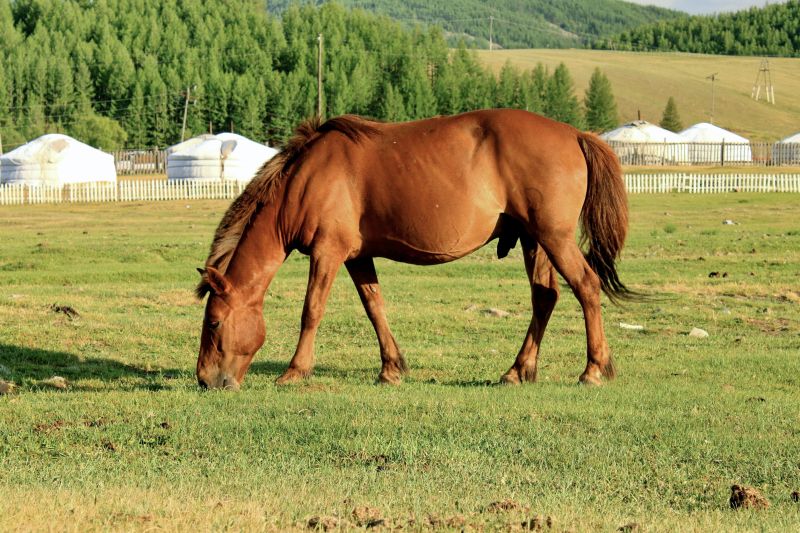 Ngựa Mông Cổ – Thiên Lỹ Mã