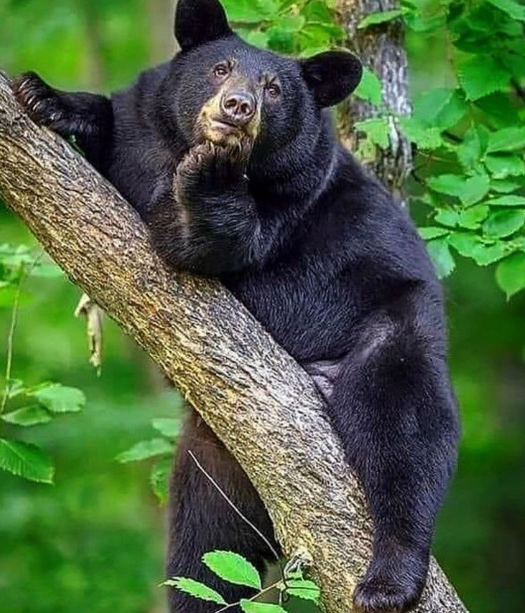 Nguồn gốc của gấu đen
