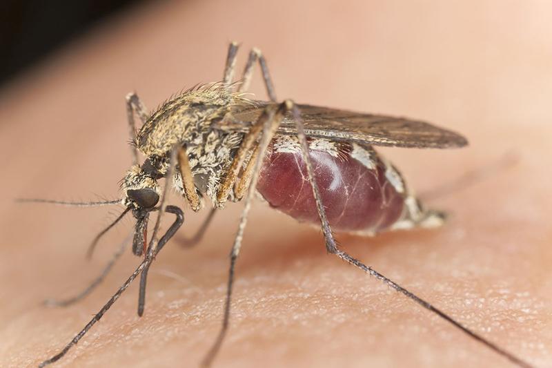 Muỗi Anopheles - trung gian truyền bệnh sốt rét