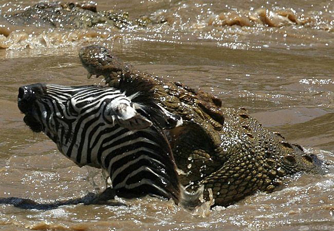Nhận biết cá sấu nước mặn