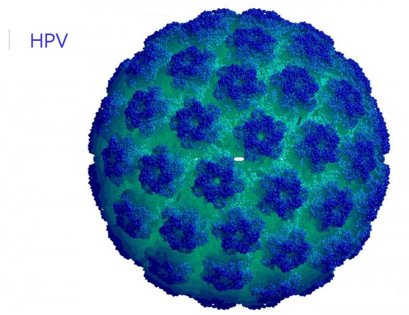 Virus HPV - thủ phạm chính gây ung thư cổ tử cung