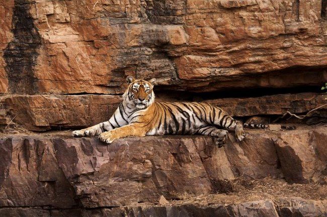 Những con hổ của Ấn Độ