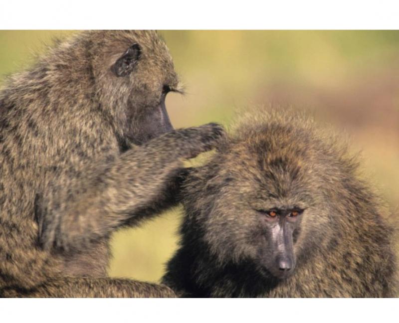 Những con khỉ chung sống hòa bình