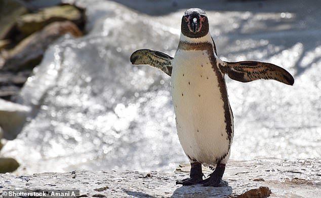 Những điều thú vị về chim cánh cụt