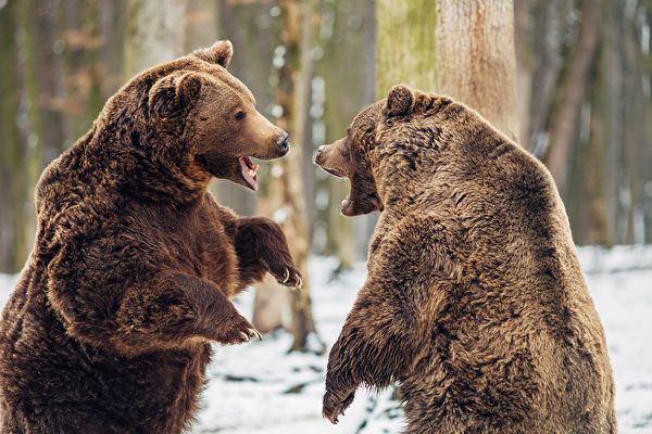 Những sự thật thú vị khác về gấu nâu