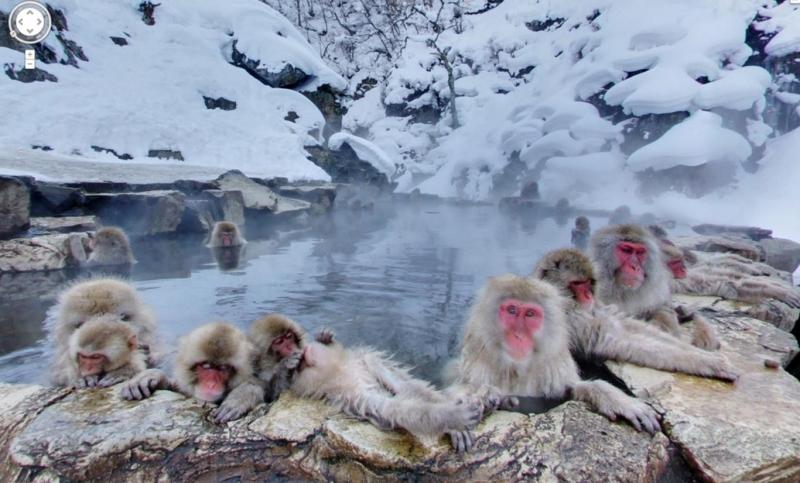 Những chú khỉ tuyết Nhật Bản tắm suối nước nóng