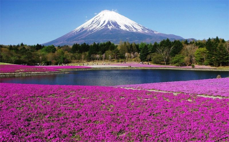 Núi Phú Sĩ nhìn từ cánh đồng hoa
