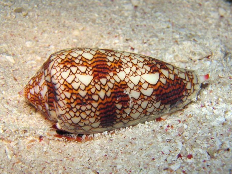 Ốc Cone Snail