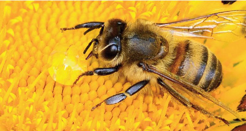 Ong mật – những nhân viên đoàn kết