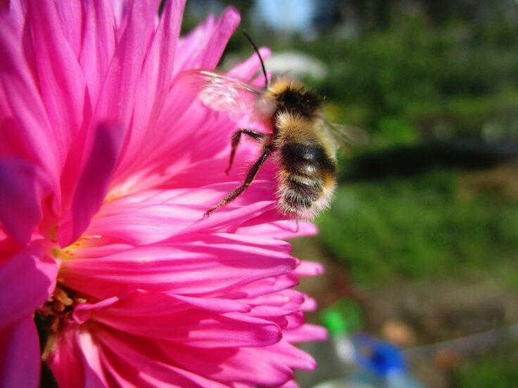 Ong nghệ thông minh biết cách kích thích cây ra hoa sớm