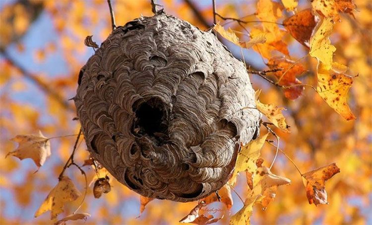Ong vò vẽ có tập tính làm tổ lộ thiên, trên các cành cây, bụi cây