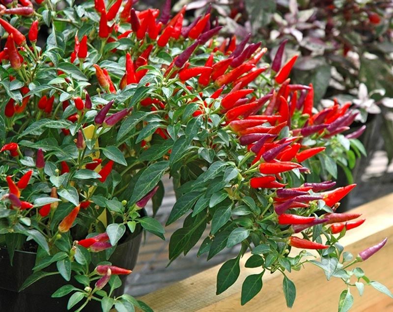Là loại cây gia vị không thể thiếu, lại còn có màu sắc sinh động, ớt đang dần trở thành loại cây kiểng yêu thích của nhiều hộ gia đình.