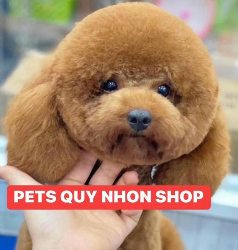 Pets Quy Nhon shop