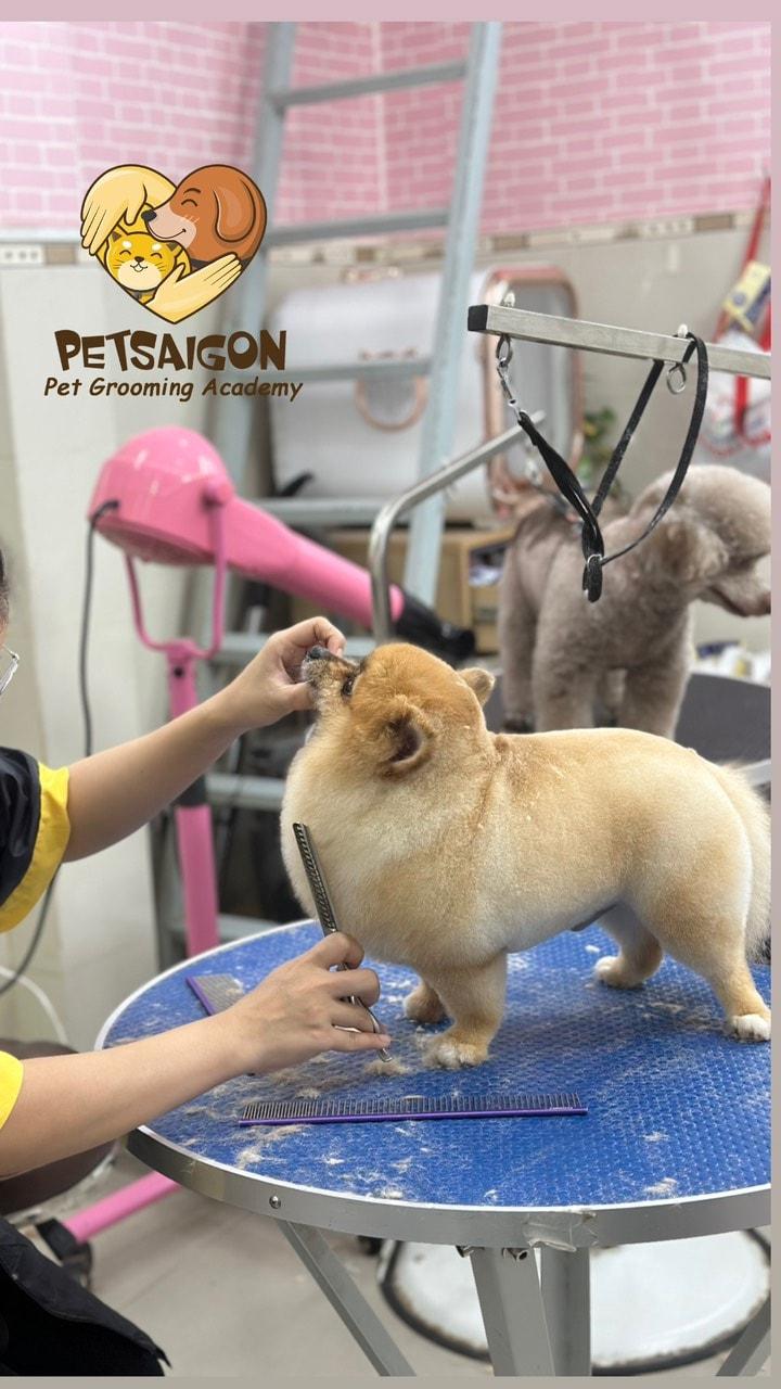 Petsaigon - Tắm Cắt Tỉa Lông Chó Mèo