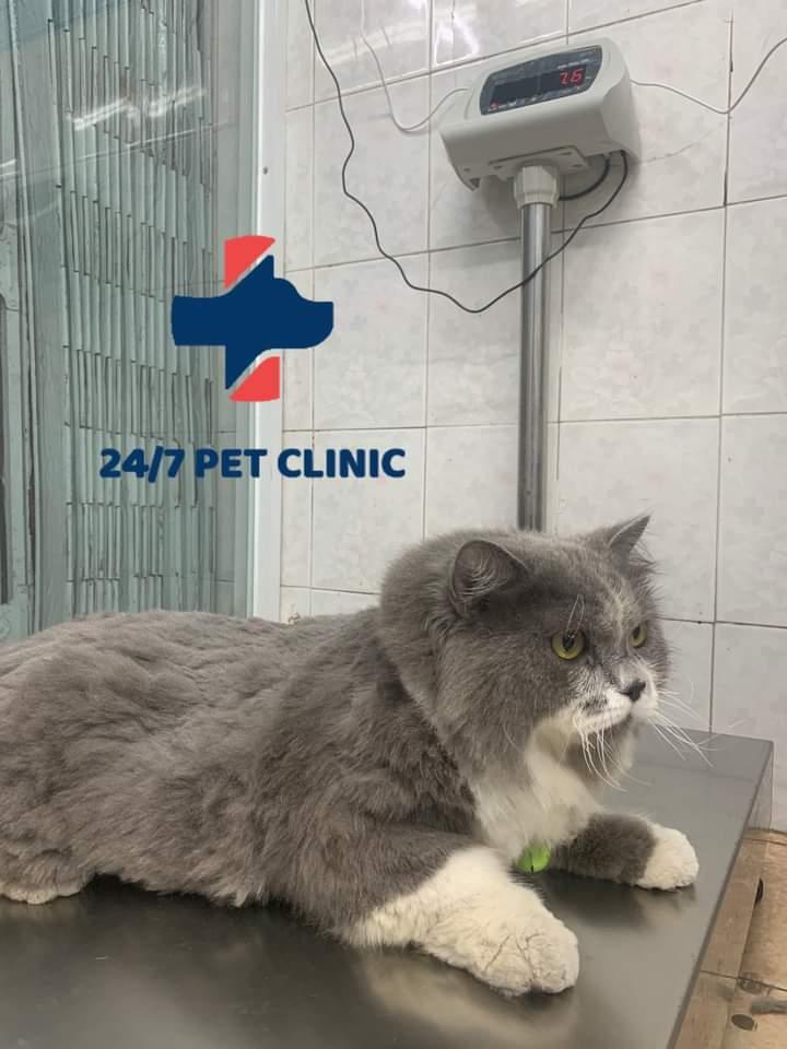 Phòng Khám Thú Y - 24/7 Pet Clinic
