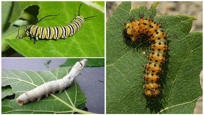 Phương pháp diệt trừ sâu bướm phá hoại hiệu quả