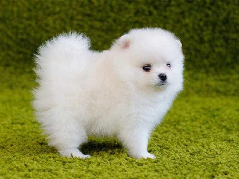 Chó Pomeranian