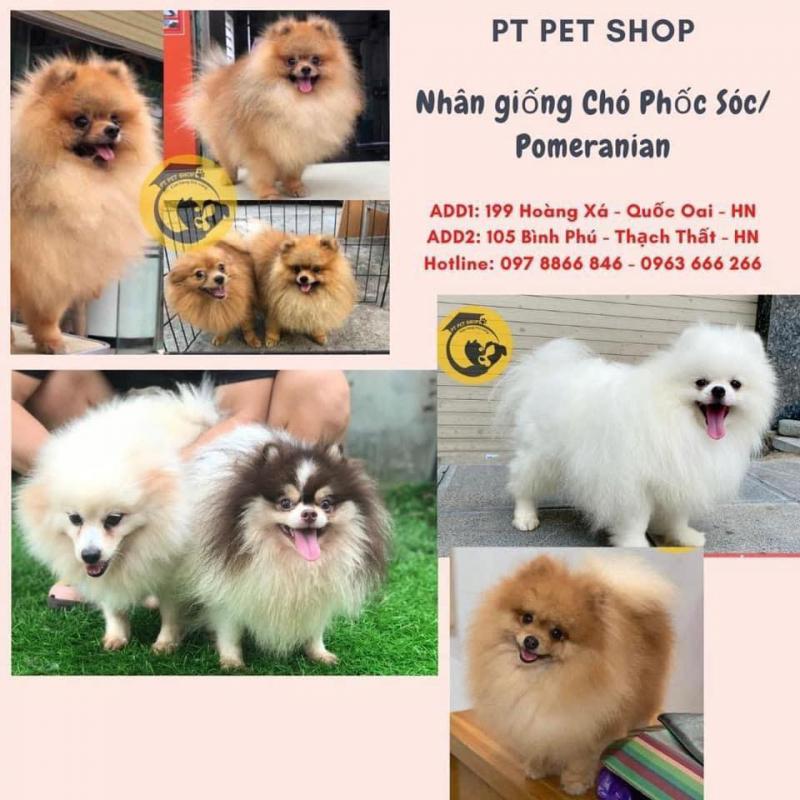 PT Pet Shop
