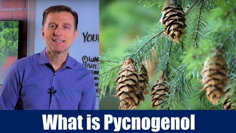 Pycnogenol là gì?