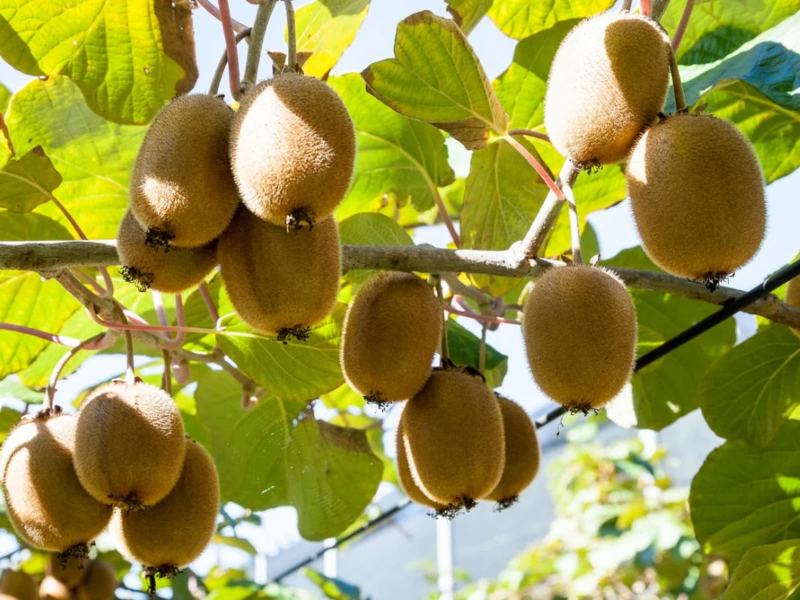 Thành phần chất xơ trong kiwi chiếm vị trí quán quân trong các loại trái cây