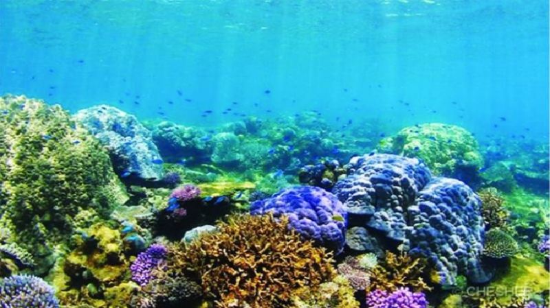 Rạn san hô Belize Barrier