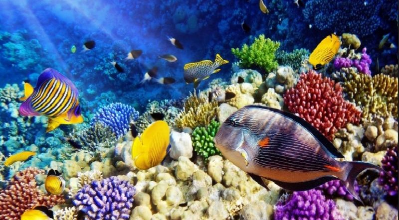 Rạn san hô tại vùng Biển Đỏ