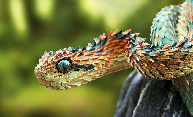 rắn vảy sừng Bush Viper