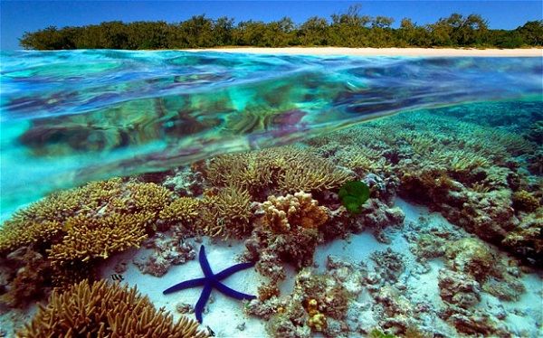 Rạn san hô Great Barrier (Úc)