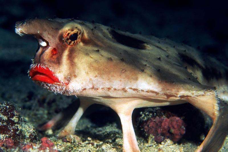 Cá Red-lipped Batfish với đôi môi màu đỏ hồng đặc trưng