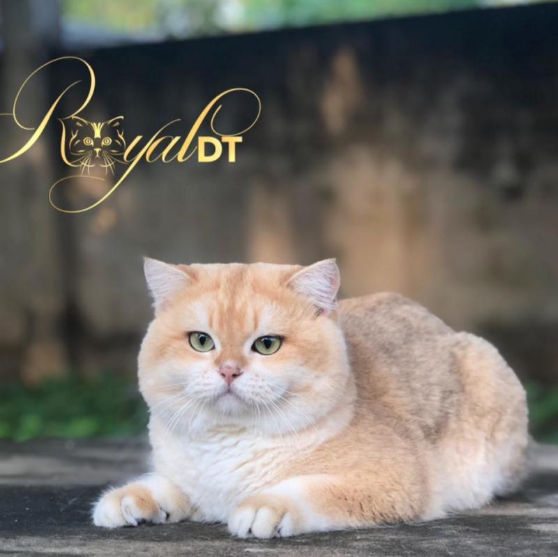 Royaldt Cattery