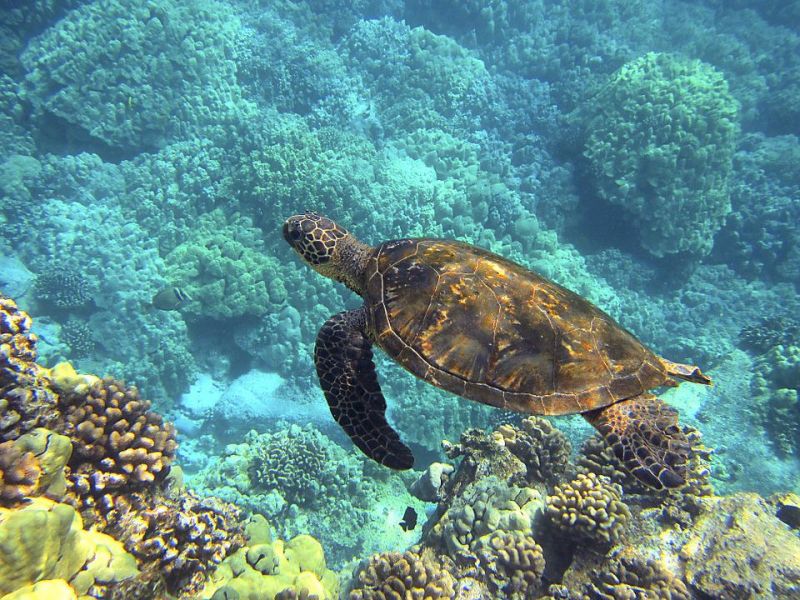 Rùa biển đi được bao xa trong đời?