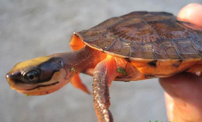 Rùa cổ ngắn bụng đỏ