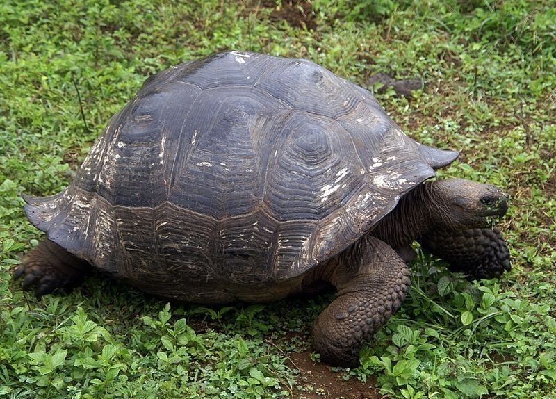 Loài rùa nặng nề di chuyển chậm nhất thế giới động vật