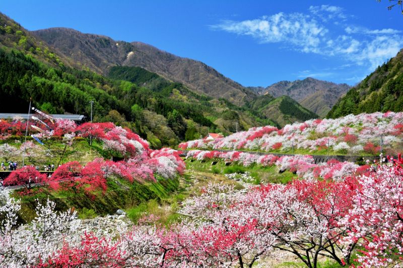 Rực rỡ sắc hoa anh đào vùng núi Yoshino -  Nhật Bản
