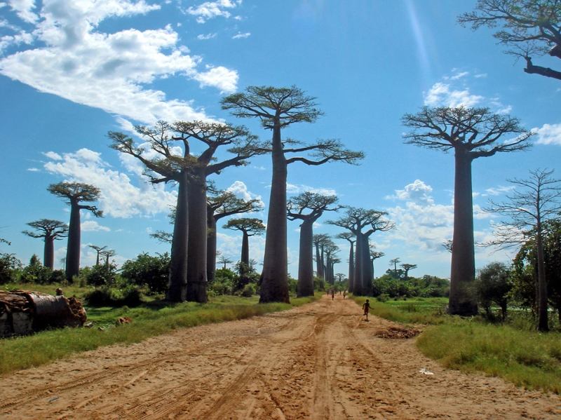Rừng cây baobob ở Menabe, Madagascar