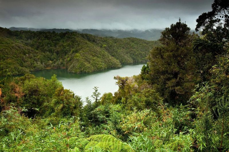 Rừng mưa ôn đới Valdivian - Nam Mỹ