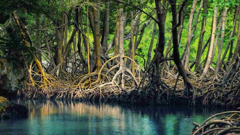 Các cây ngập mặn của rừng Sundarbans
