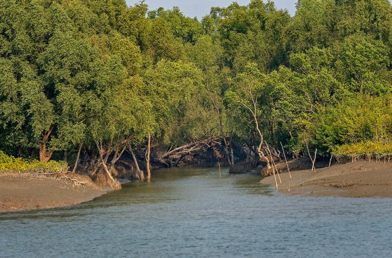 Rừng Sundarbans - Bangladesh, Ấn Độ