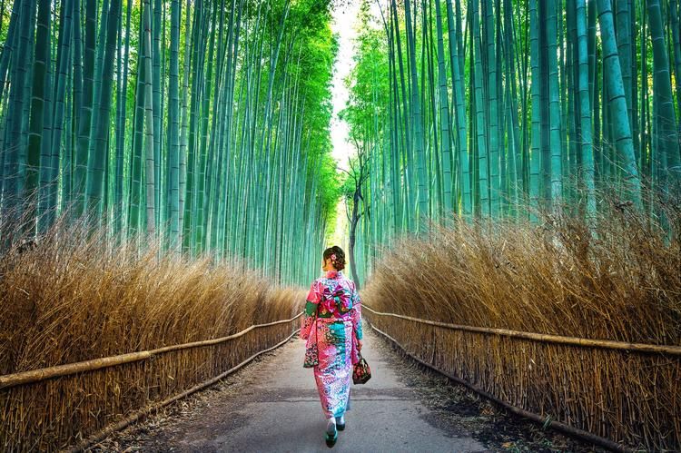 Rừng trúc Arashiyama, Nhật Bản