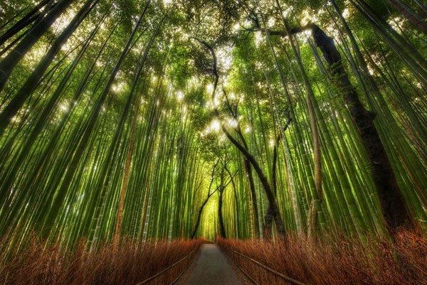 Rừng trúc Sagano, Nhật Bản
