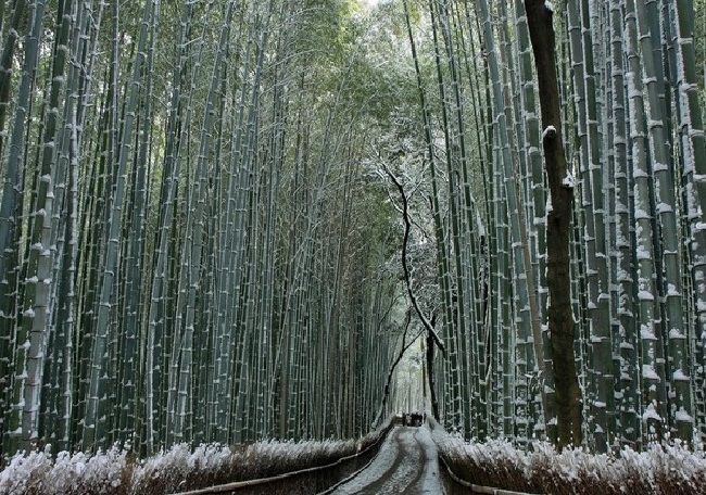 Rừng trúc Sanago, Nhật Bản